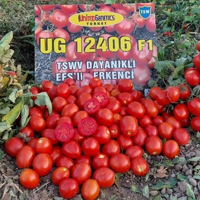 Ug 12406 F1 Domates Fidesi