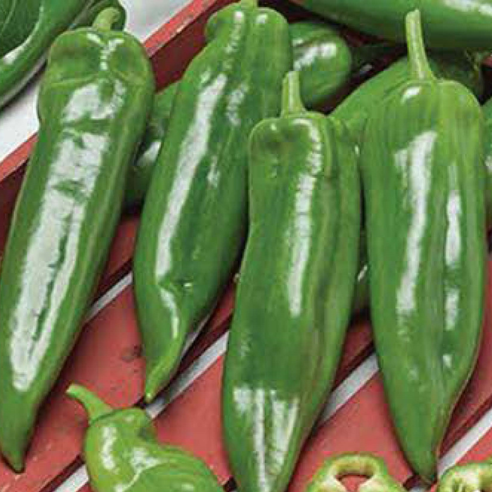 Hot Aneheim (Acı) Biber Tohumu