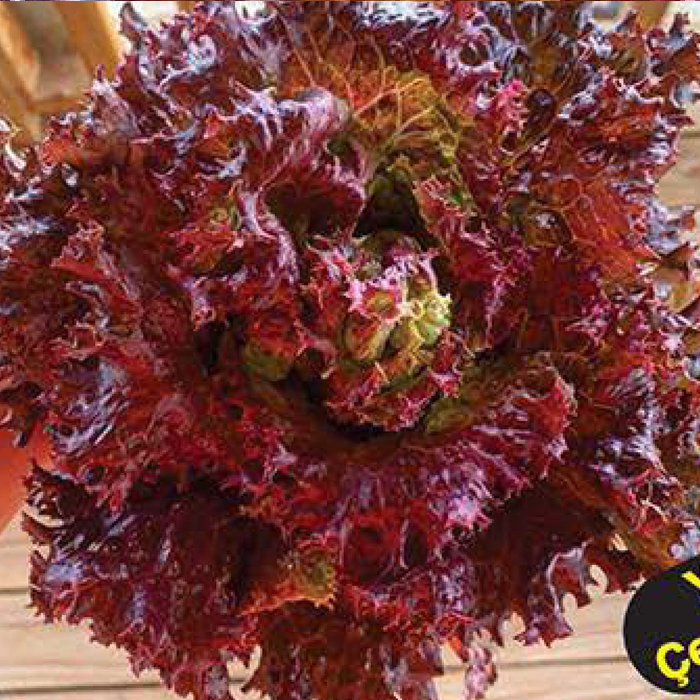 Kırmızı İri Kıvırcık Marul Tohumu 10 Gr