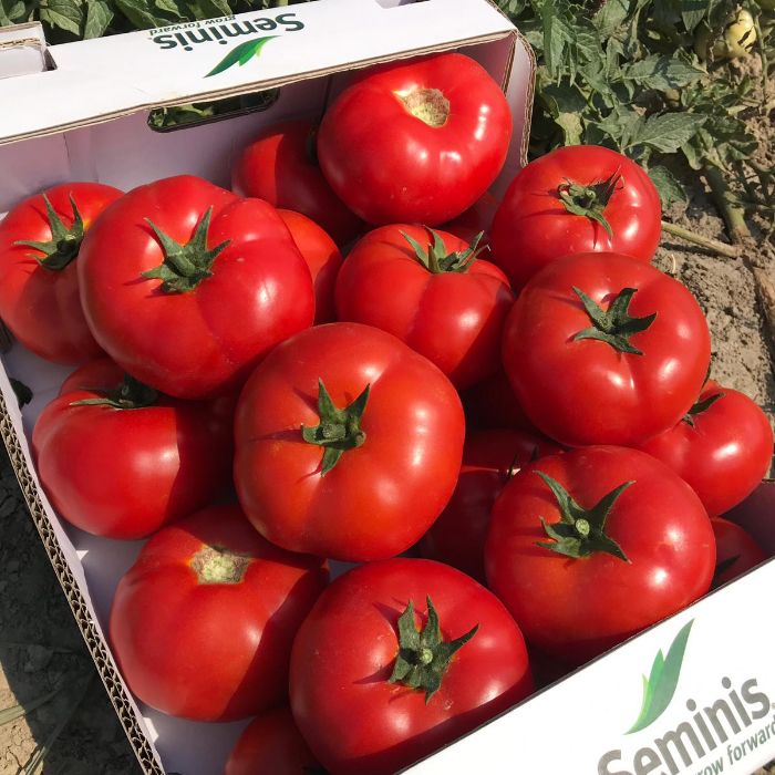 SVTD8033 F1 Domates Tohumu