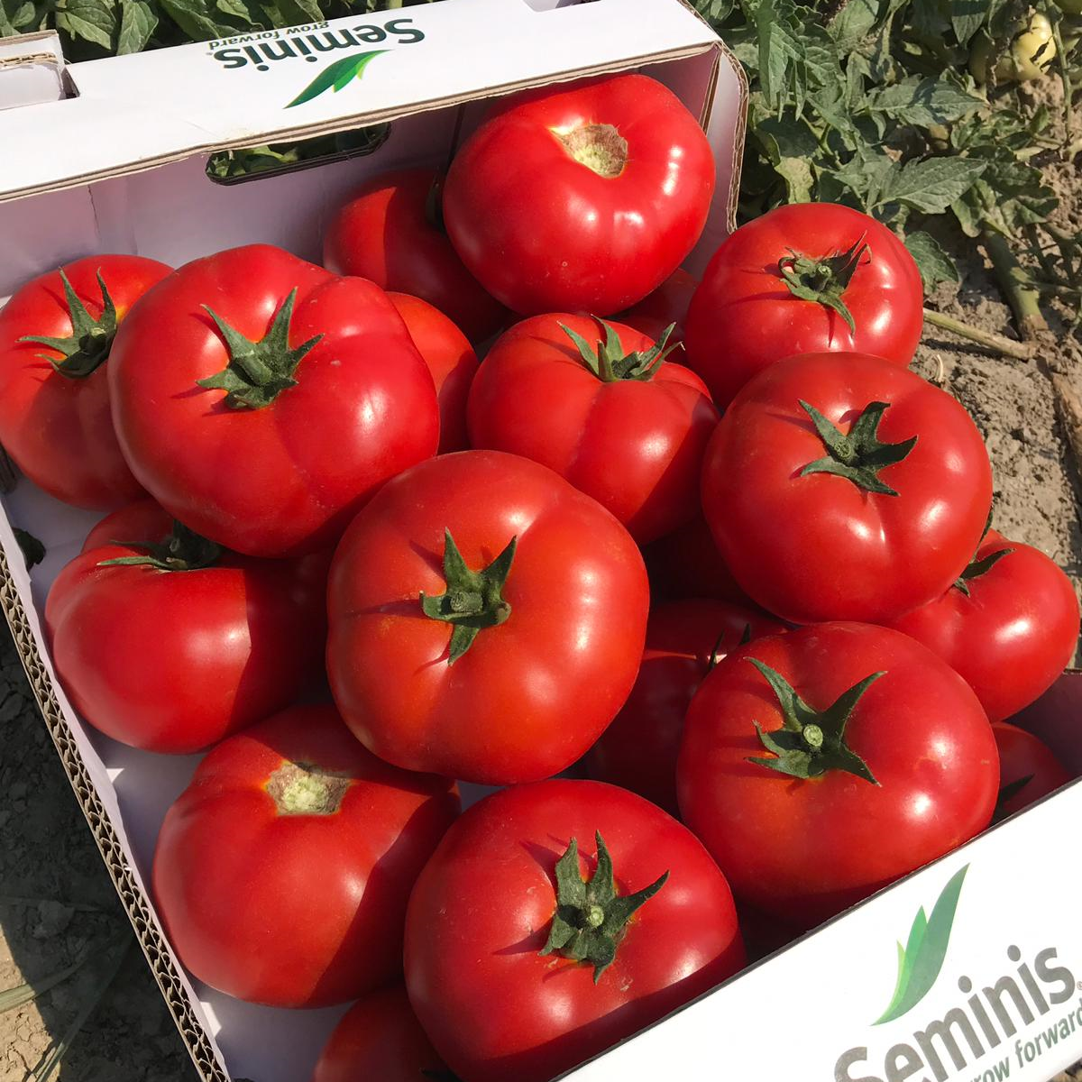 SVTD8033 F1 Domates Tohumu