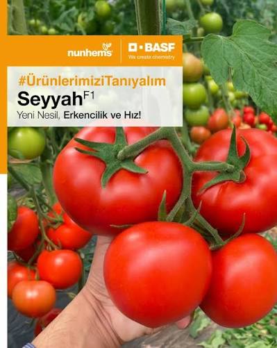Seyyah F1
