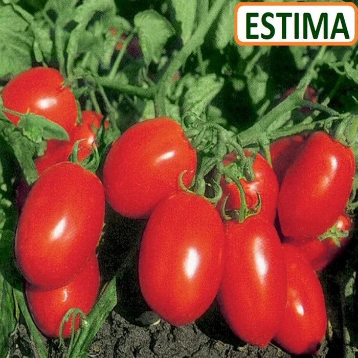 ESTIMA F1
