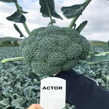 ACTOR F1