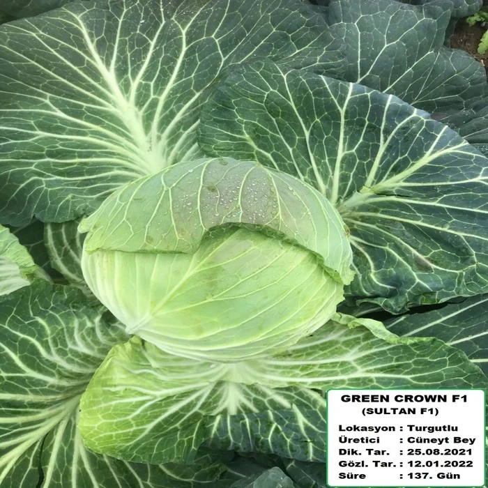 GREEN CROWN F1 (SULTAN)
