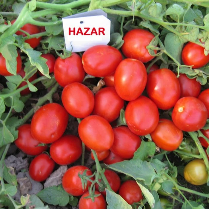 HAZAR F1
