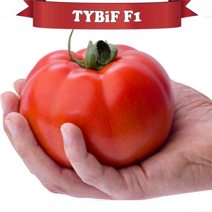 Tybif F1 Domates Fidesi