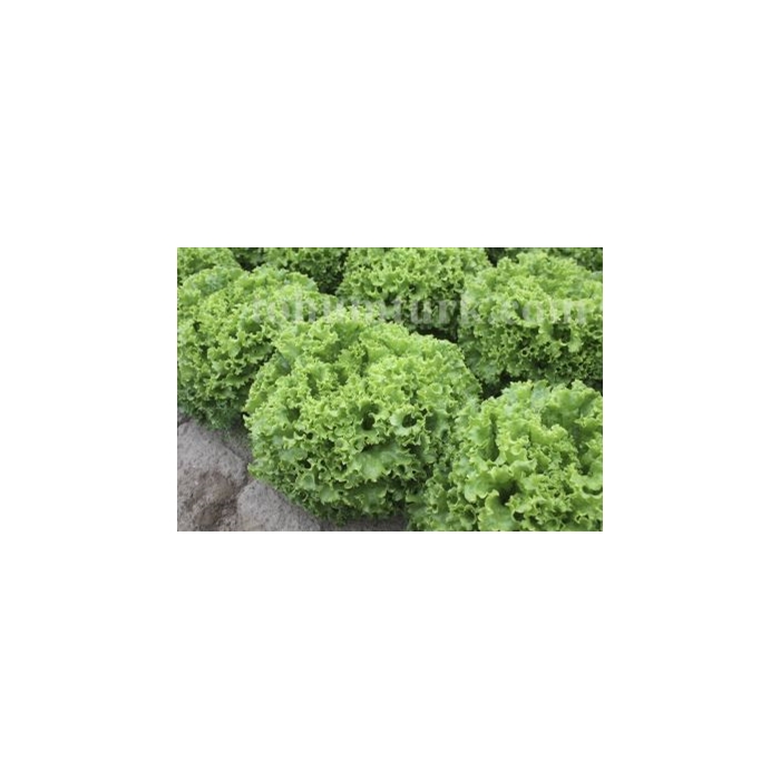 Garone (Yazlık) Marul Fidesi