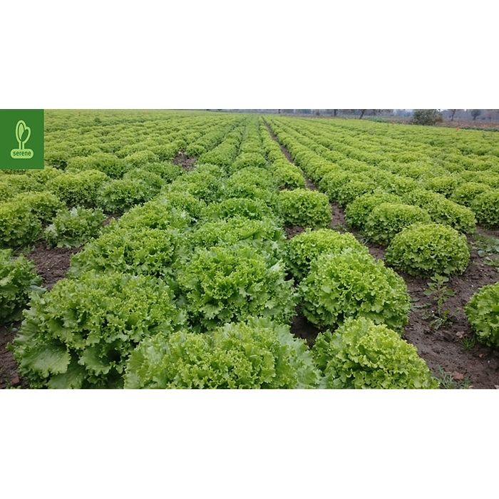 Rüzgar  (Kıvırcık Kışlık) Marul Fidesi