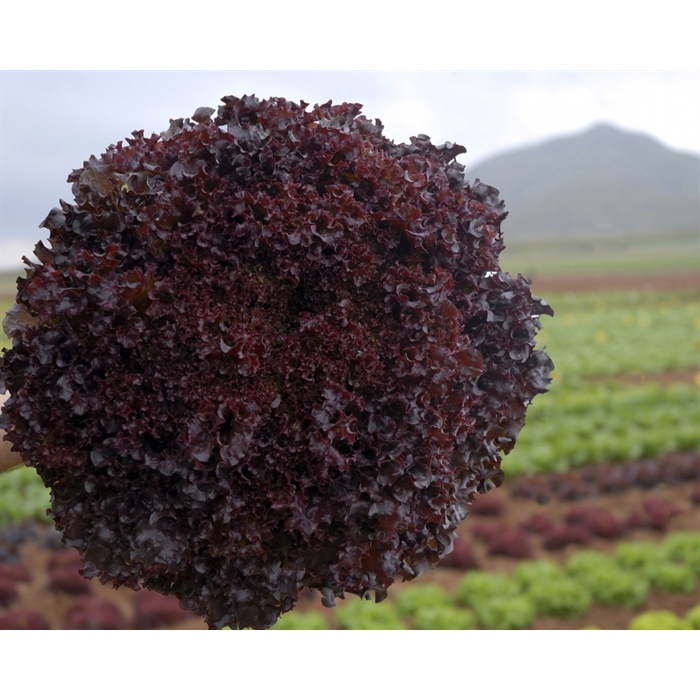 Bacchus (Kırmızı) Marul Fidesi