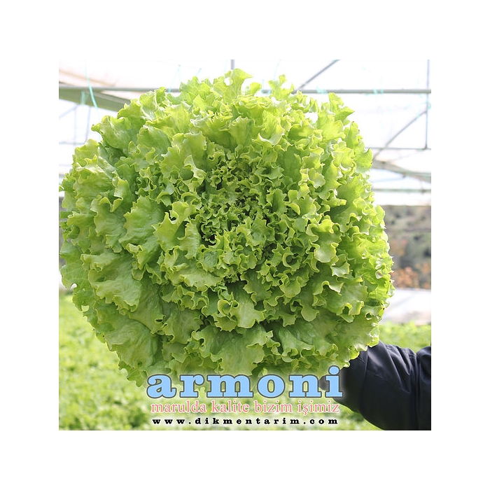 Armoni  (Kıvırcık Baharlık) Marul Fidesi