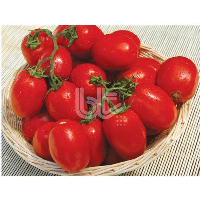 Btx 053 Domates Fidesi