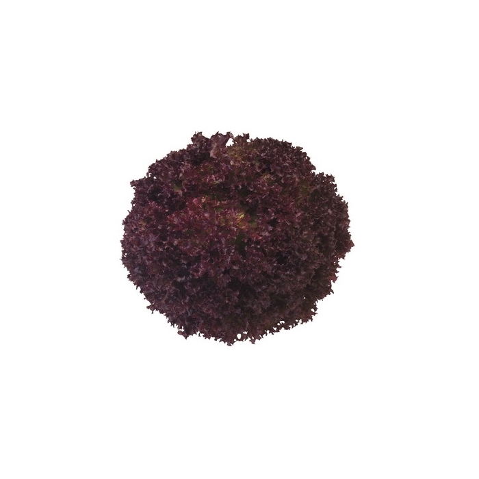 Concorde (Lollo Rosa) Marul Fidesi