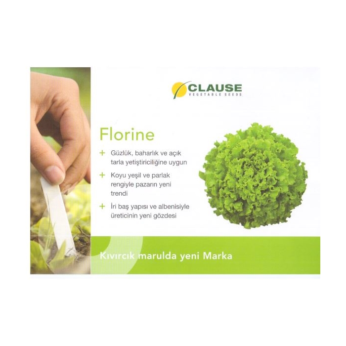 Florıne (Kıvırcık) Marul Fidesi