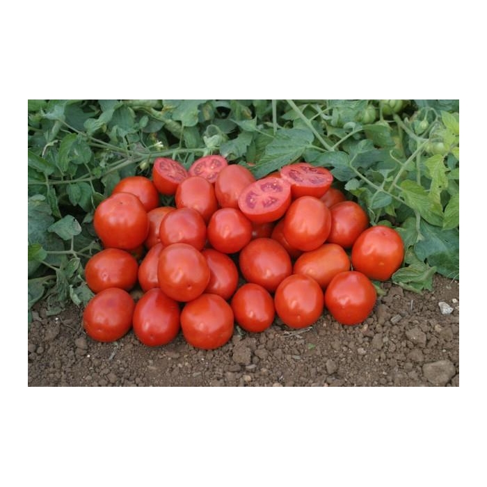H-9780 Domates Fidesi