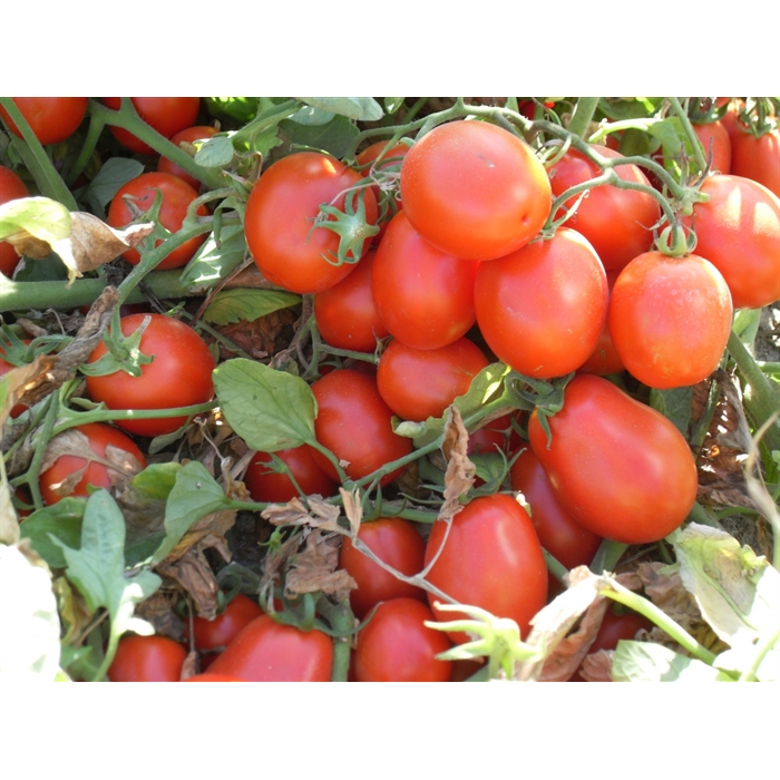 Cxd 293 F1 Domates Fidesi