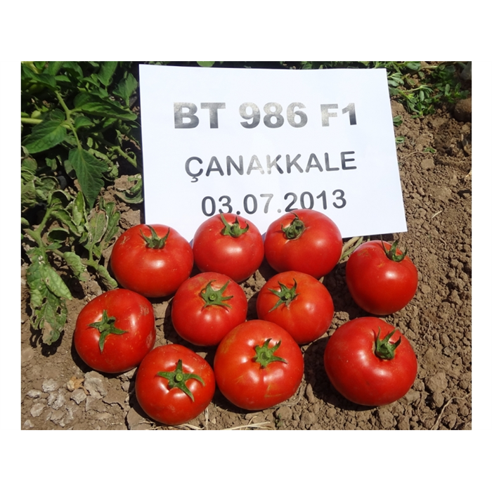 Bt-986 F1 Domates Fidesi