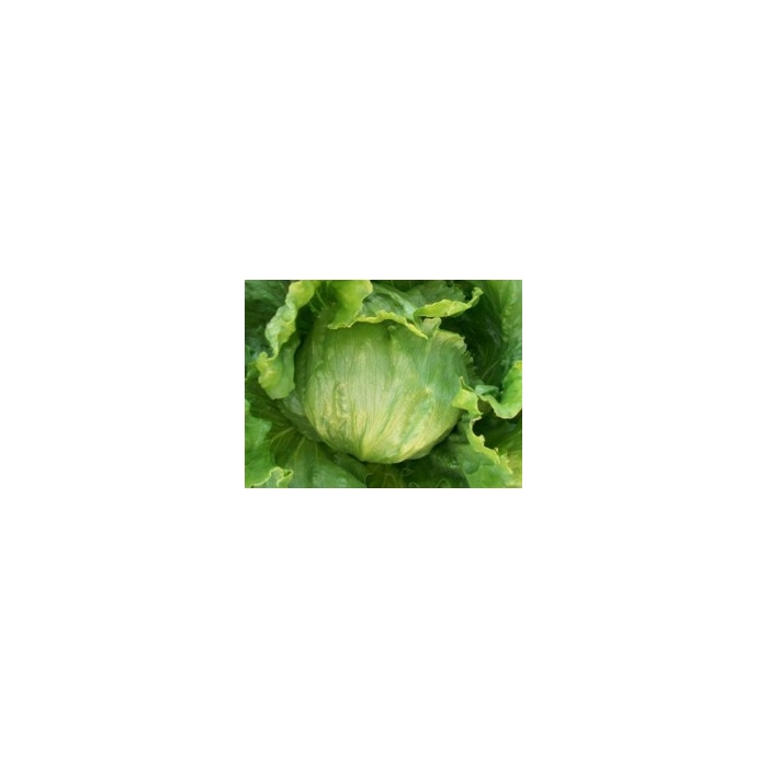 Papiro (Iceberg Yazlık) Marul Fidesi