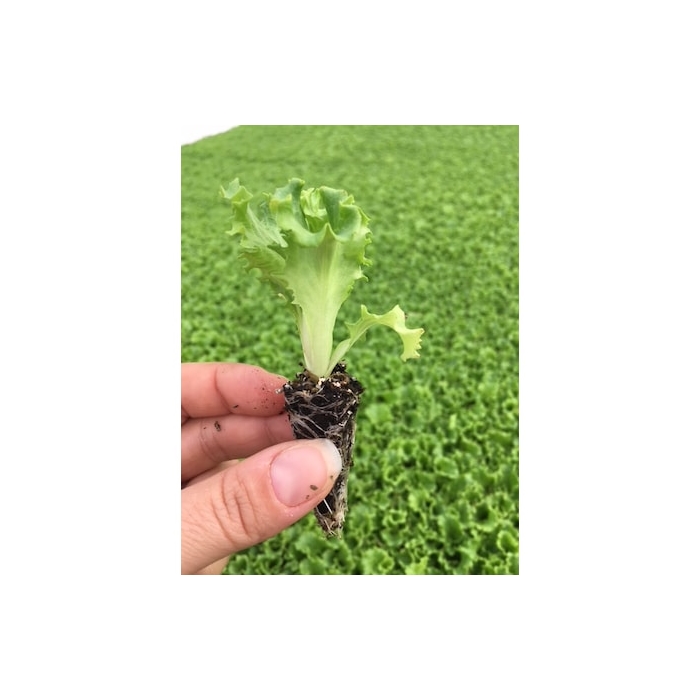 Bergam'S Green Marul Fidesi
