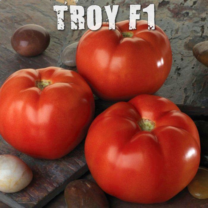 Troy F1 Domates Fidesi