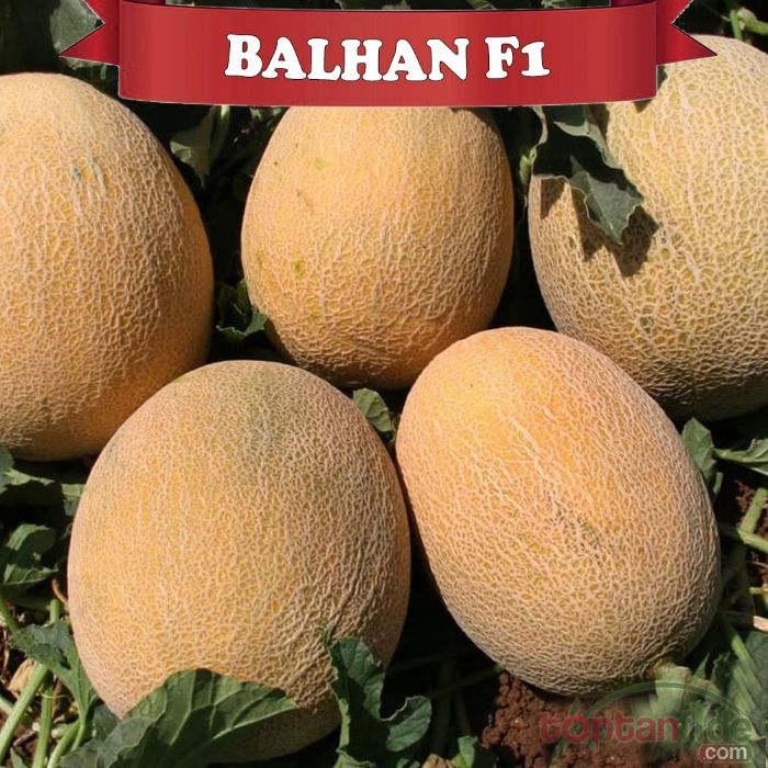 Balhan F1 (Galia) Kavun Fidesi