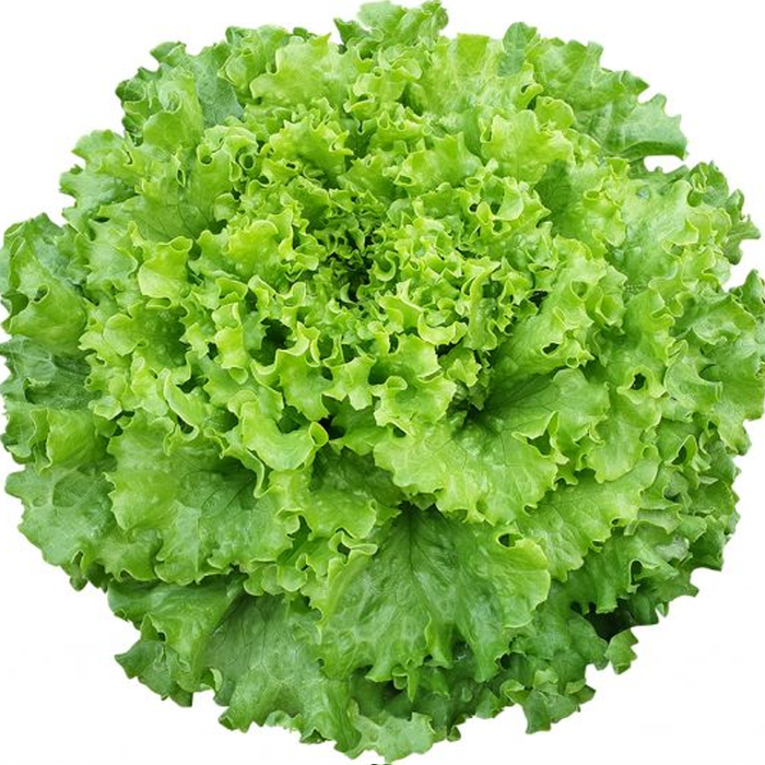 Caipira (Kıvırcık) Marul Fidesi
