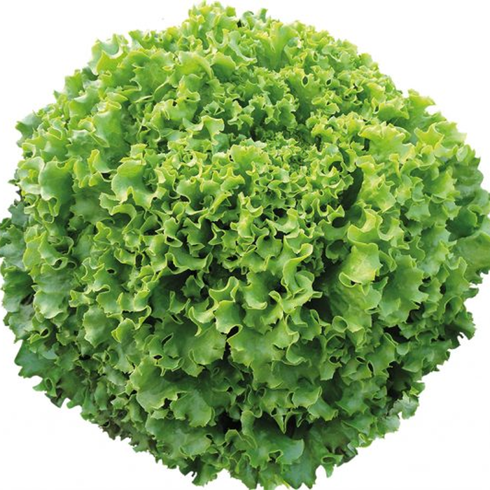 Maritima (Kıvırcık) Marul Fidesi