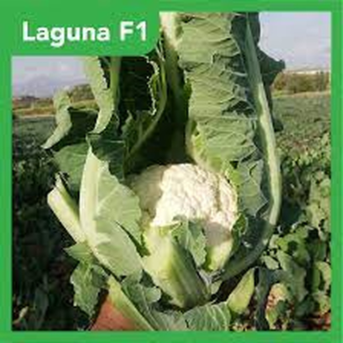 Laguna F1