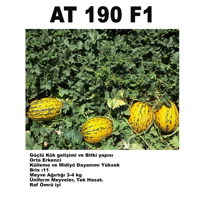 AT 190 F1 ( Kırkağaç) Kavun Fidesi