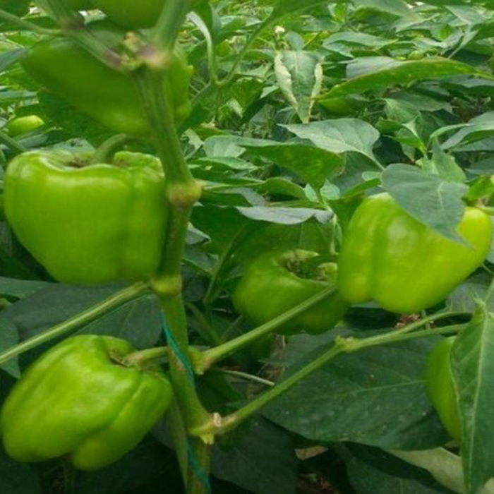 Akik F1 Biber Tohumu (Açık Saha Dolma)