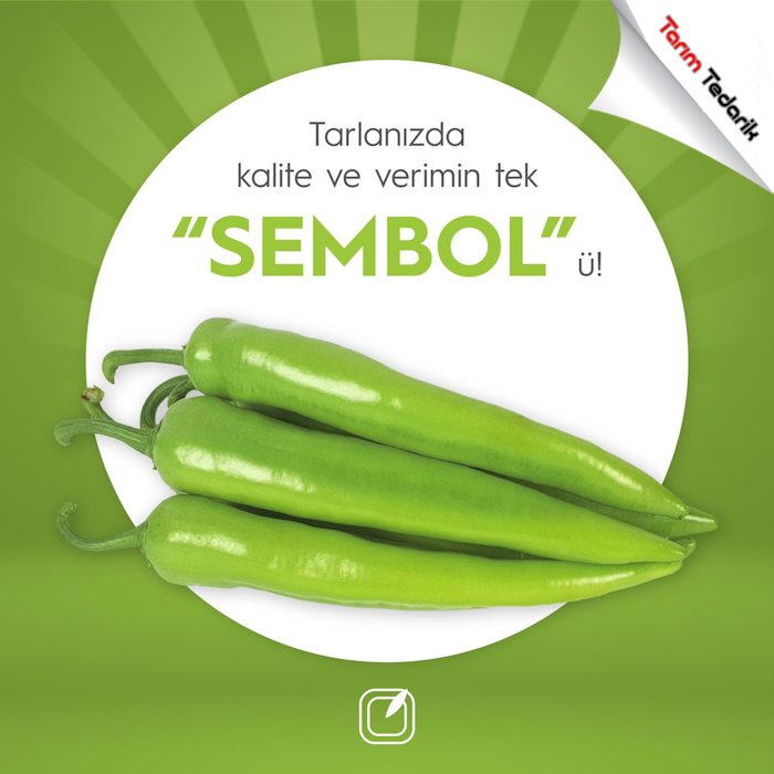 derya Bakla Tohumu (İthal - Sonbahar) 2 Kg