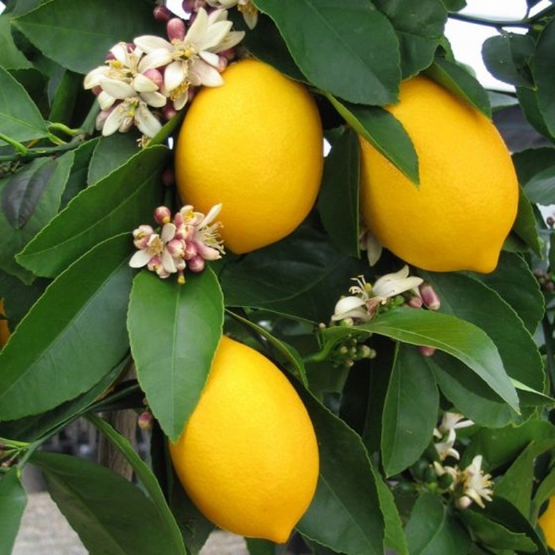 Yediveren Limon Fidanı