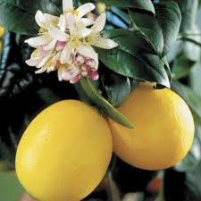 Mayer Limon Fidanı