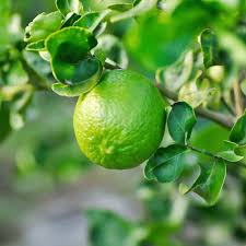 Lime Limon Fidanı