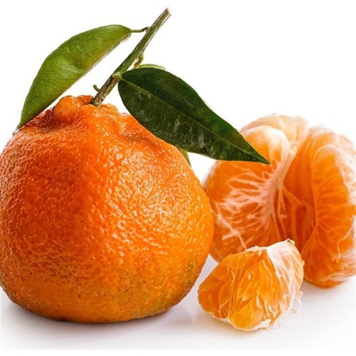 Satsuma  Mandalin Fidanı