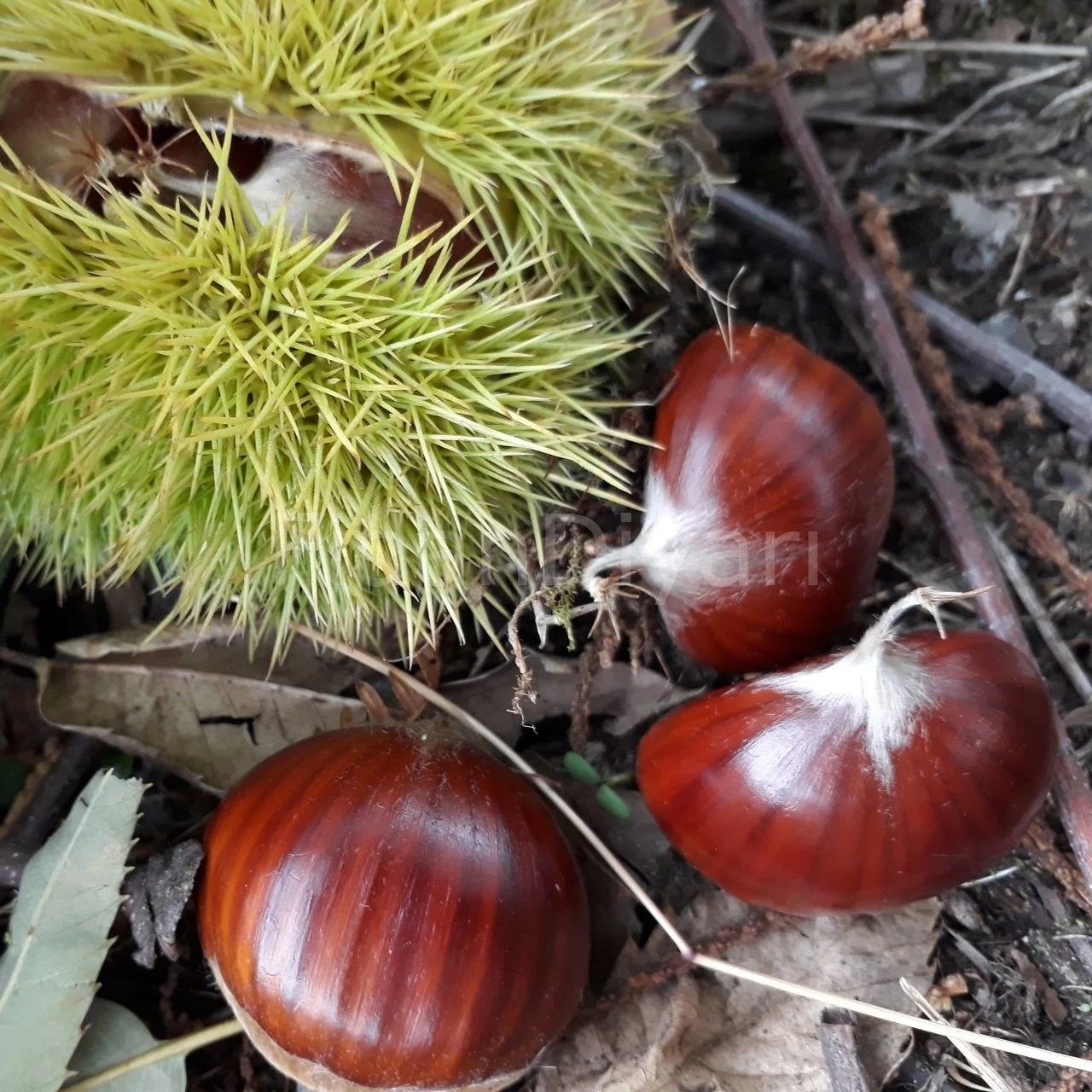 Işıklar Kestane fidanı