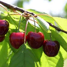 Kordia (cordia)
