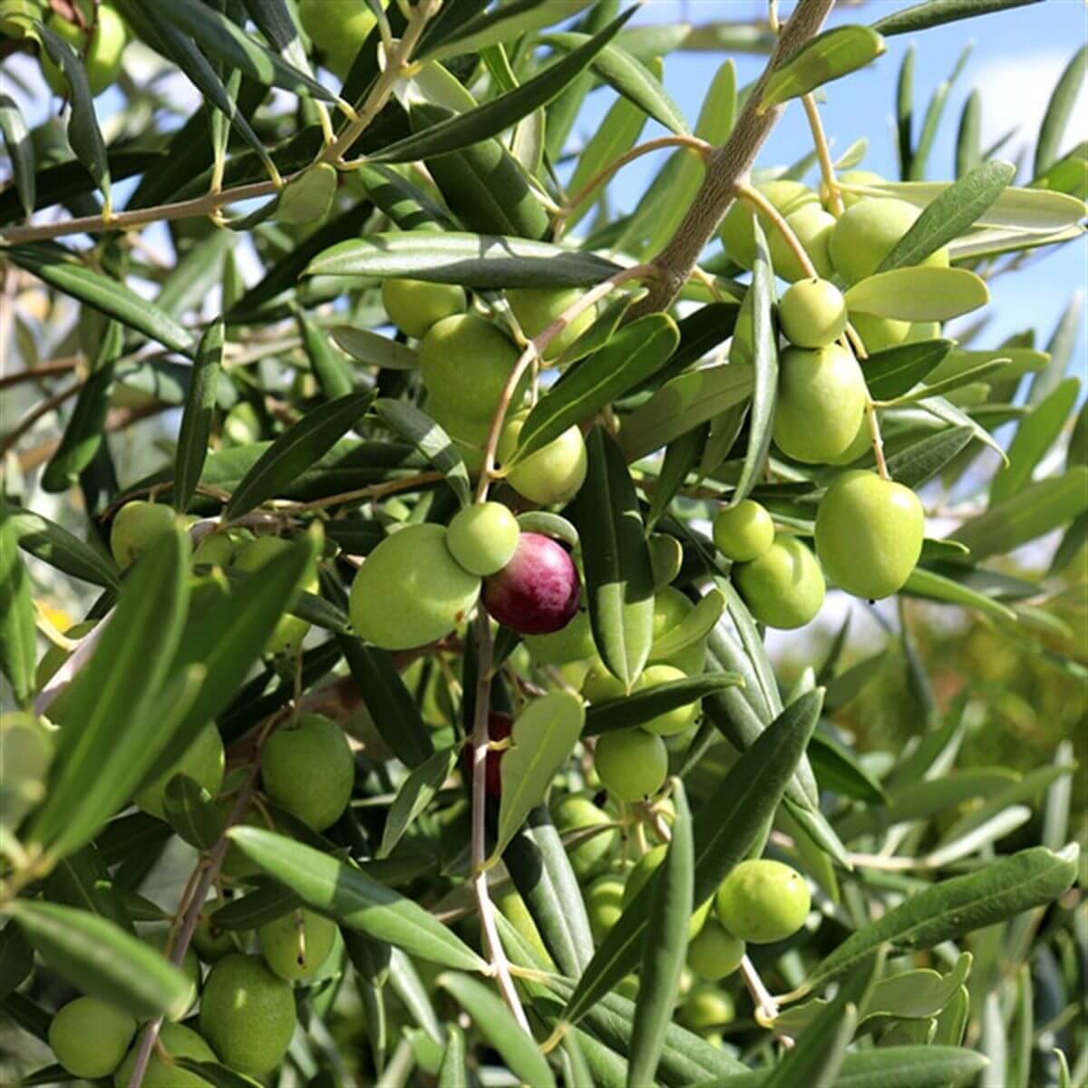 Gemlik(Trilye) Zeytin