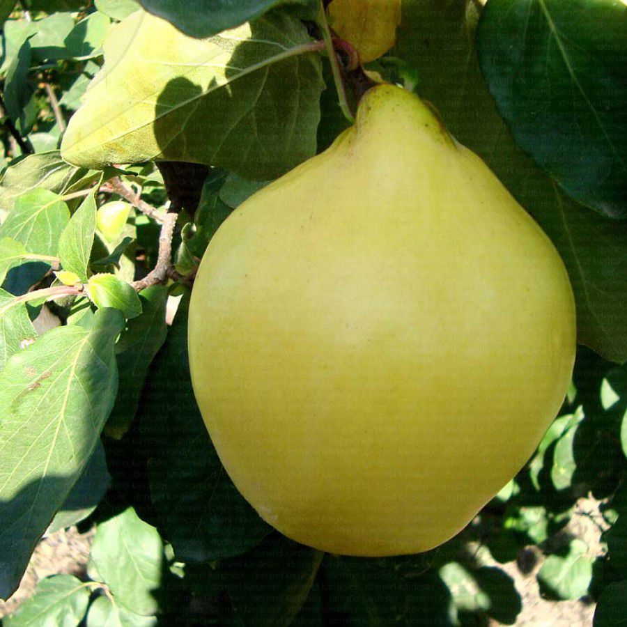 Ege 22 Ayva