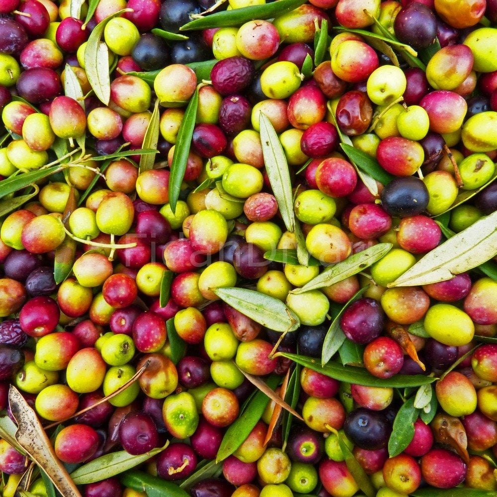 Arbequina Zeytin