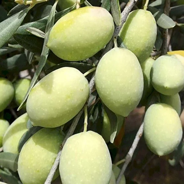 Aşılı Memecik Zeytin
