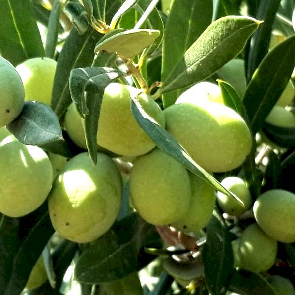 Aşılı Domat Zeytin