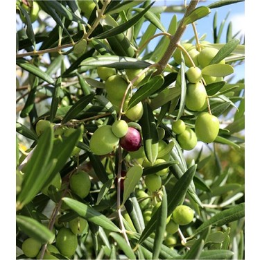 Aşılı Gemlik(Trilye) Zeytin