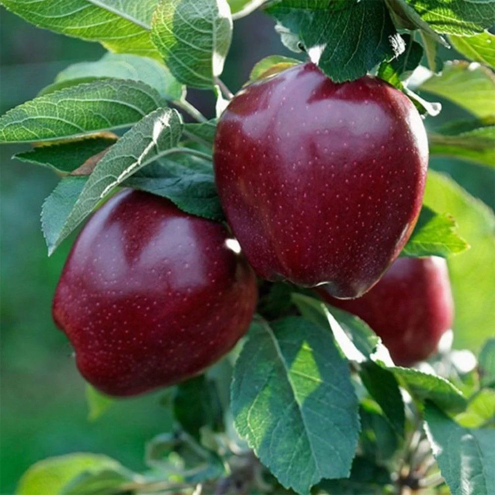 Arap Kızı Elma