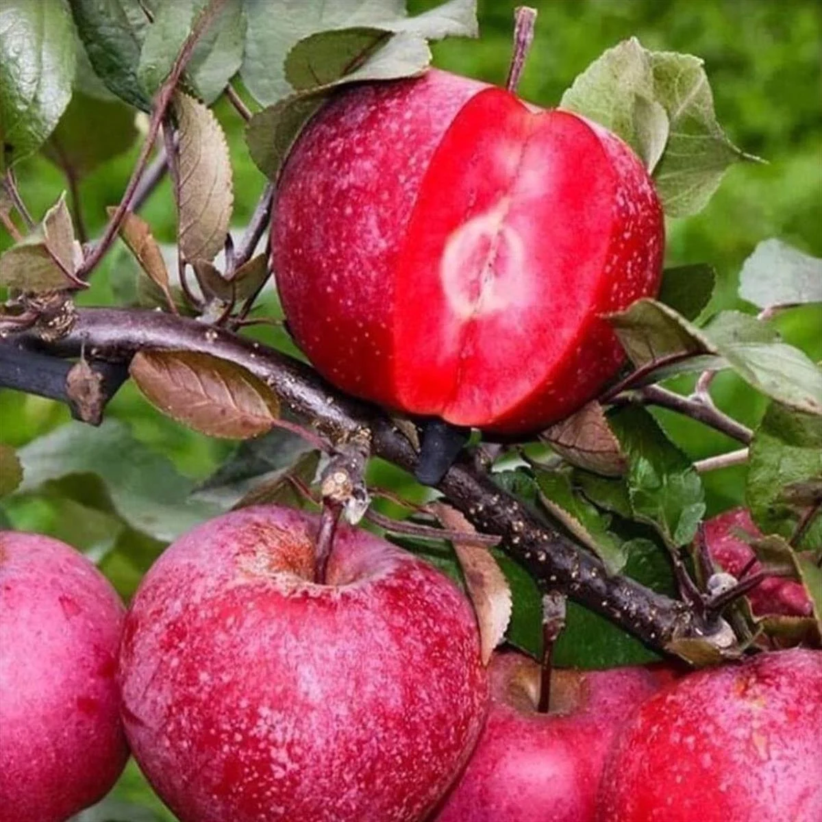 İçi Dışı Kırmızı Elma