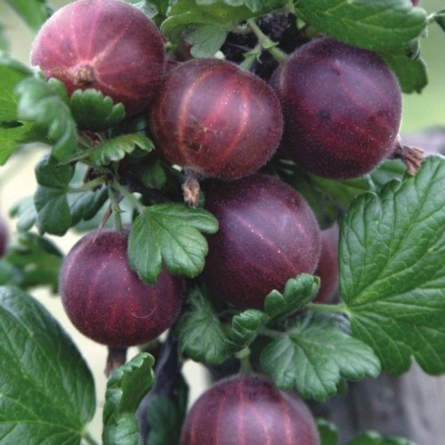 Kırmızı Bektaşi Uzum