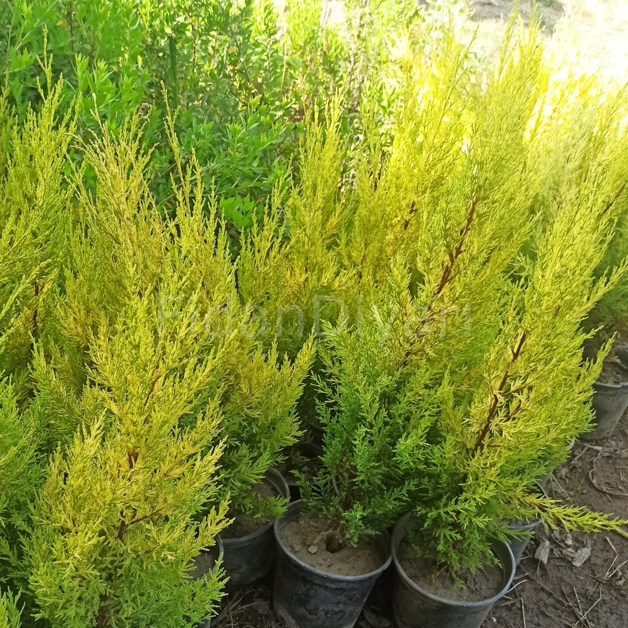 Limon Servi