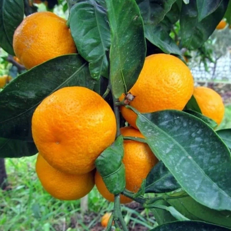 Bodrum Mandalin Fidanı