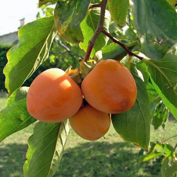 Rojo Brillante Hurma