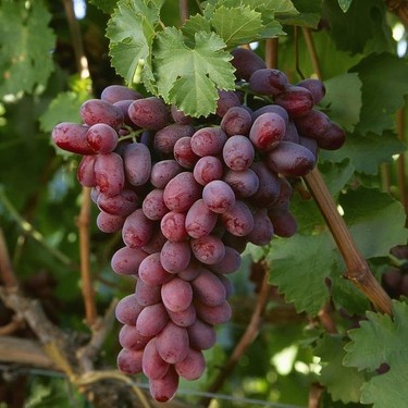 Crimson Seedless Uzum